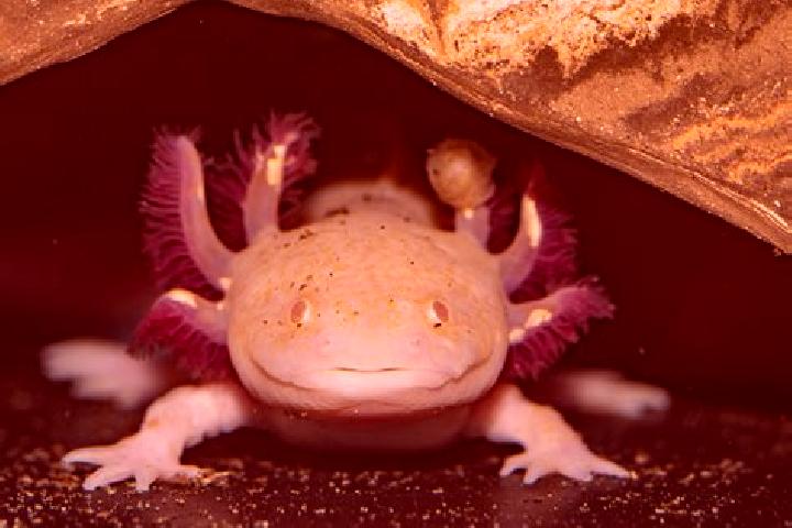 Alkemor s Elements online slot