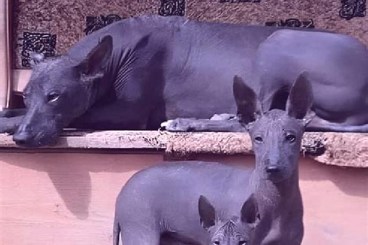 Funny Faces slot machine